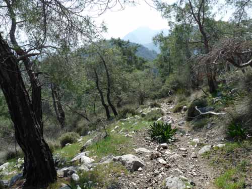 10993-Cirali-Olympos