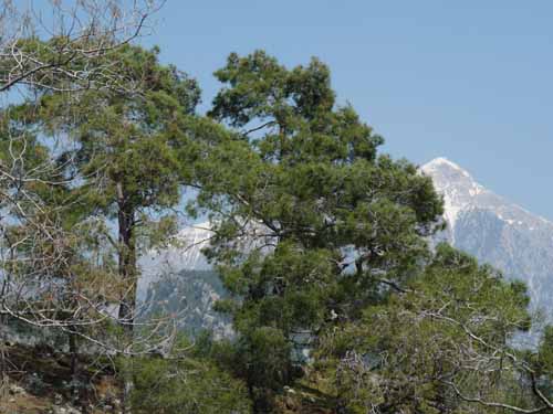 10999-Cirali-Olympos