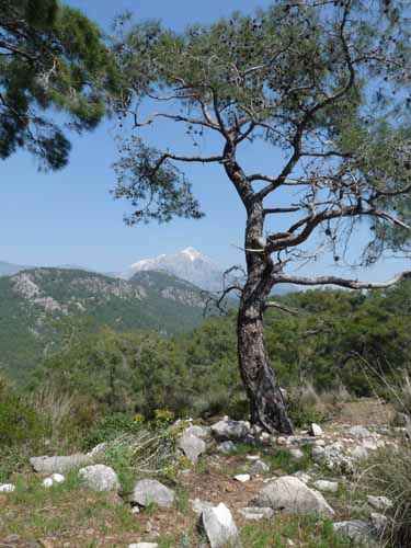 20016-Cirali-Olympos