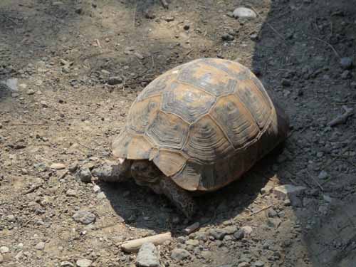 20039-Cirali-Olympos
