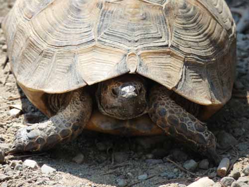 20041-Cirali-Olympos