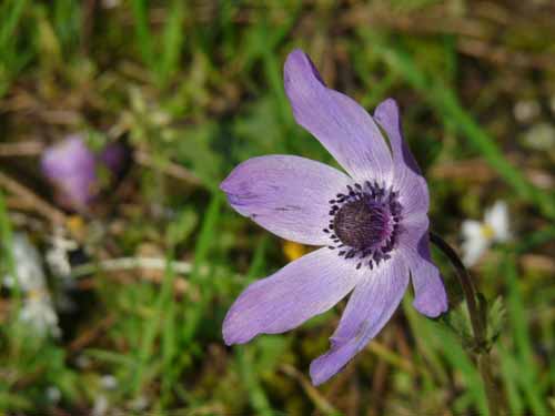 20138-Cirali-Olympos