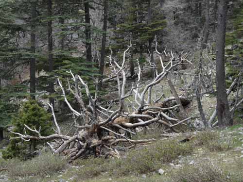 20216-Beycik-Tahtali