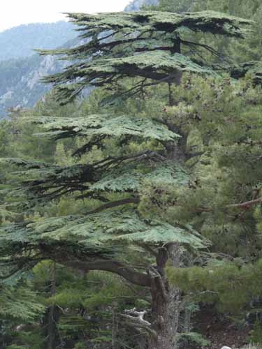 20220-Beycik-Tahtali