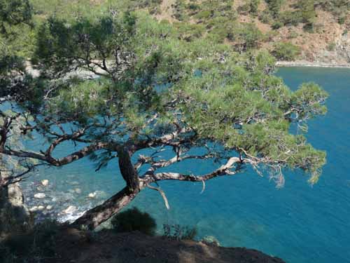 20246-Camyuva-Phaselis