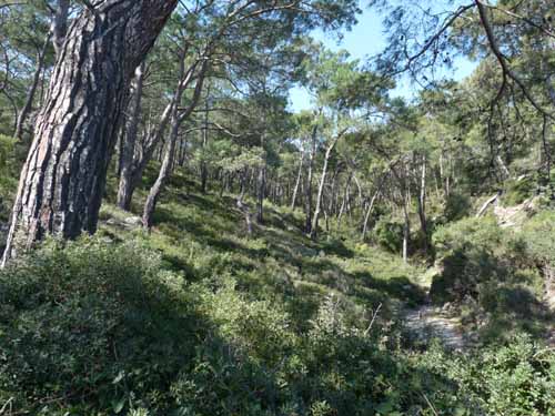 20268-Camyuva-Phaselis