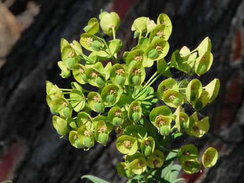 20270-Camyuva-Phaselis