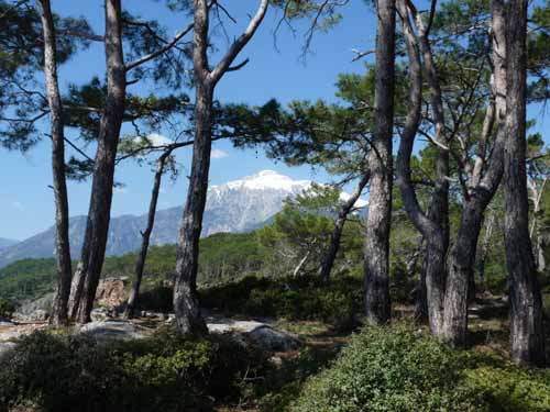 20276-Camyuva-Phaselis