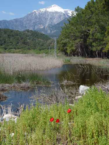 20303-Camyuva-Phaselis