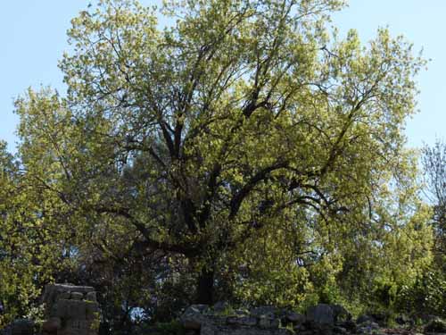 20345-Camyuva-Phaselis