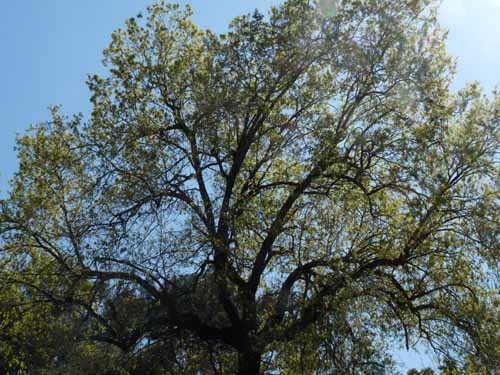 20353-Camyuva-Phaselis