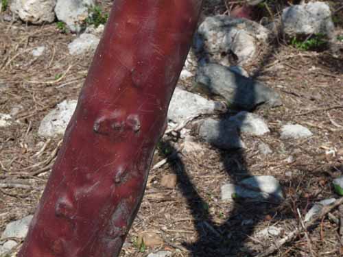 20374-Camyuva-Phaselis