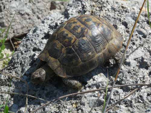 20384-Camyuva-Phaselis