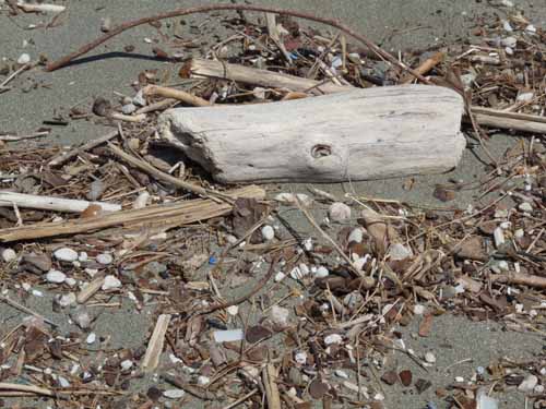 20409-Camyuva-Phaselis