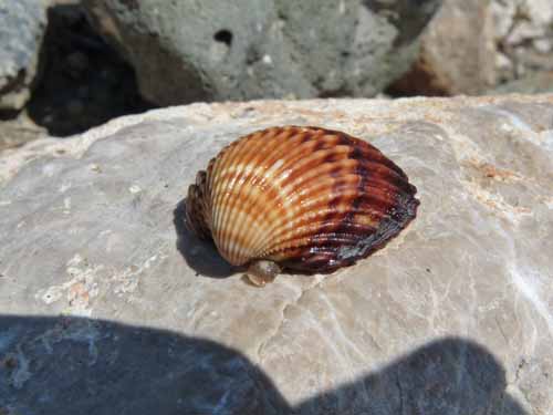 20413-Camyuva-Phaselis