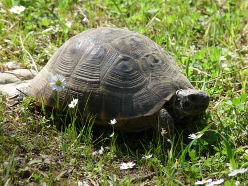 20425-Camyuva-Phaselis