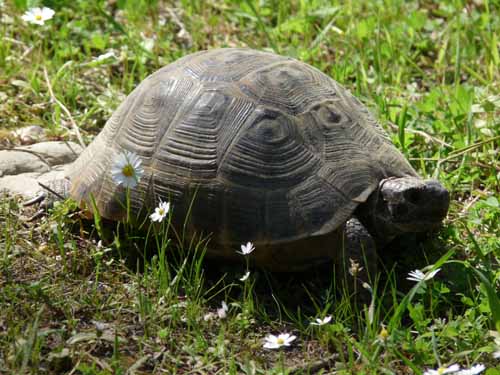 20426-Camyuva-Phaselis