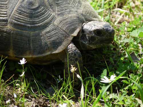 20427-Camyuva-Phaselis