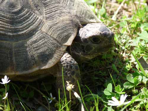 20432-Camyuva-Phaselis