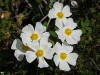 10981-Cirali-Olympos