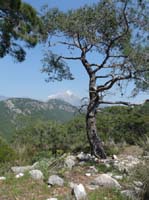 20016-Cirali-Olympos