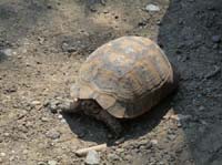 20039-Cirali-Olympos