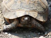 20041-Cirali-Olympos