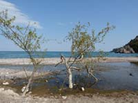 20076-Cirali-Olympos