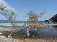 20078-Cirali-Olympos