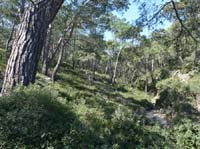 20268-Camyuva-Phaselis