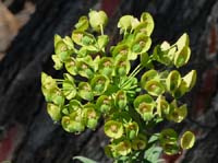 20270-Camyuva-Phaselis