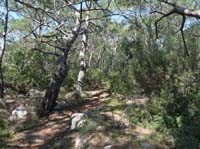 20284-Camyuva-Phaselis