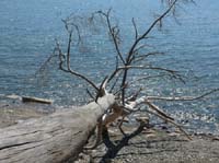 20288-Camyuva-Phaselis