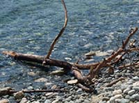 20292-Camyuva-Phaselis