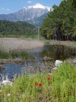 20303-Camyuva-Phaselis