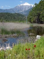 20304-Camyuva-Phaselis