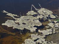 20314-Camyuva-Phaselis