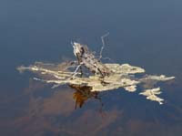 20315-Camyuva-Phaselis