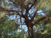 20340-Camyuva-Phaselis