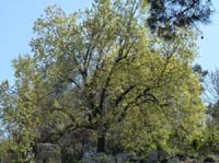 20344-Camyuva-Phaselis