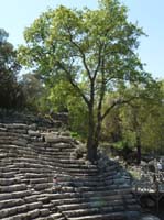 20366-Camyuva-Phaselis