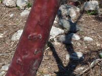 20374-Camyuva-Phaselis