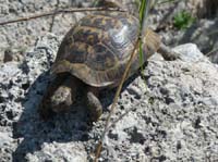 20383-Camyuva-Phaselis