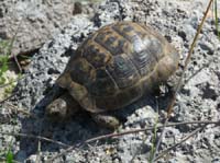 20384-Camyuva-Phaselis