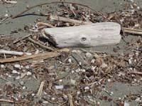 20409-Camyuva-Phaselis