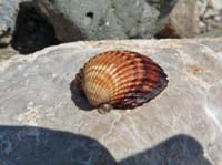 20413-Camyuva-Phaselis