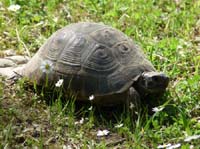 20425-Camyuva-Phaselis