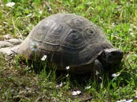 20426-Camyuva-Phaselis