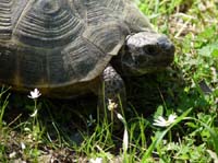 20427-Camyuva-Phaselis