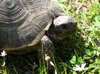 20432-Camyuva-Phaselis